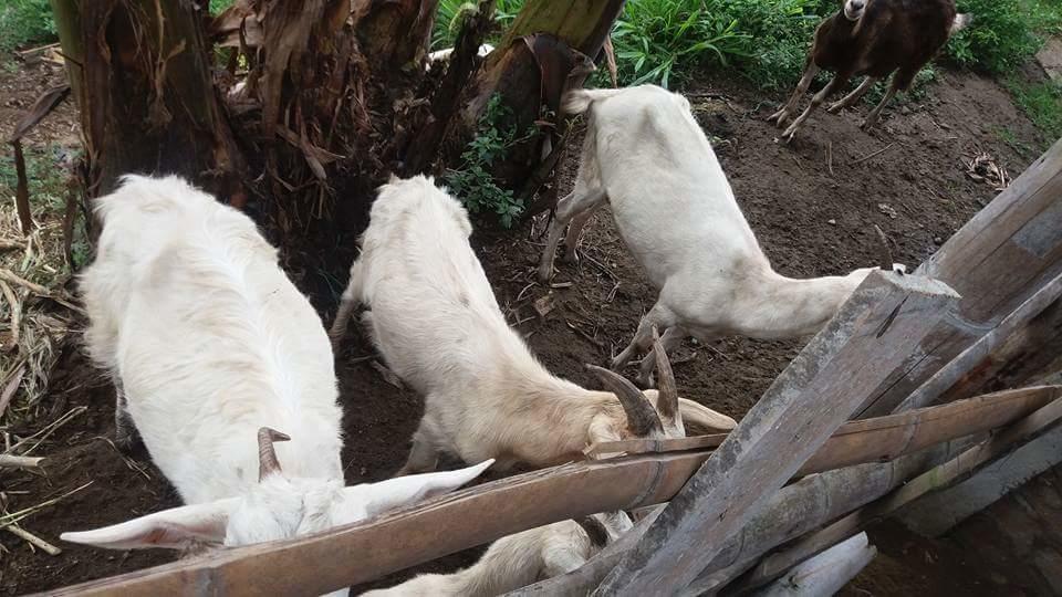 Finca El Diamante Villa Calarcá Eksteriør bilde