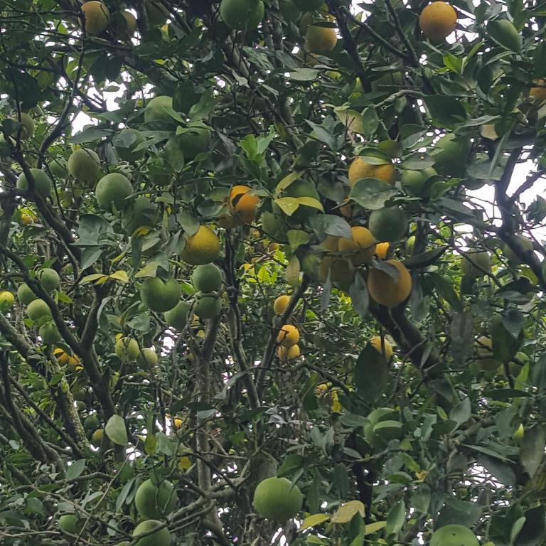 Finca El Diamante Villa Calarcá Eksteriør bilde