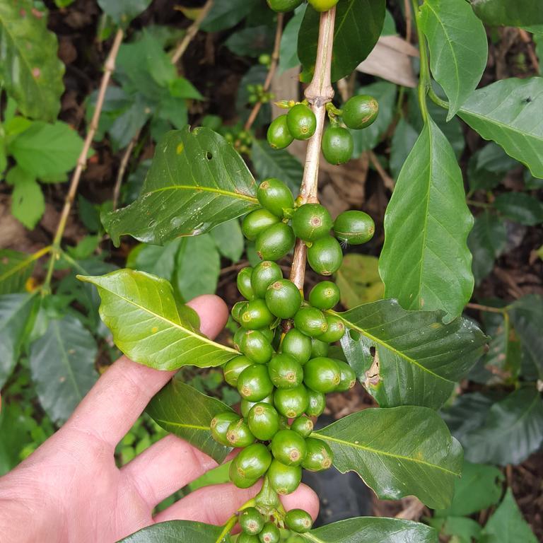 Finca El Diamante Villa Calarcá Eksteriør bilde