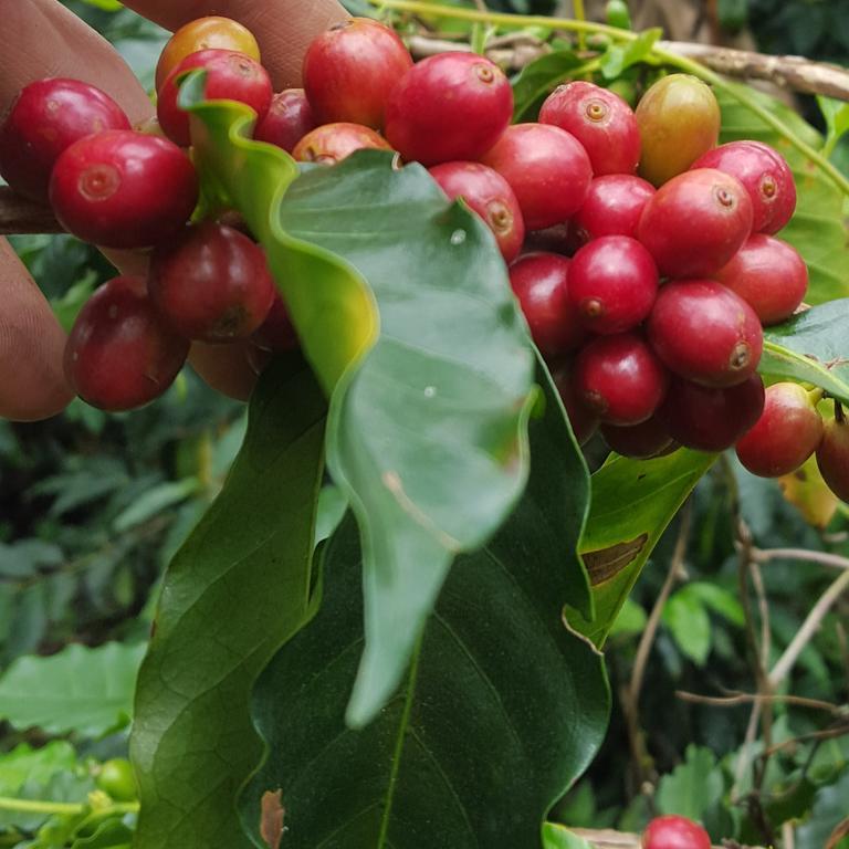 Finca El Diamante Villa Calarcá Eksteriør bilde
