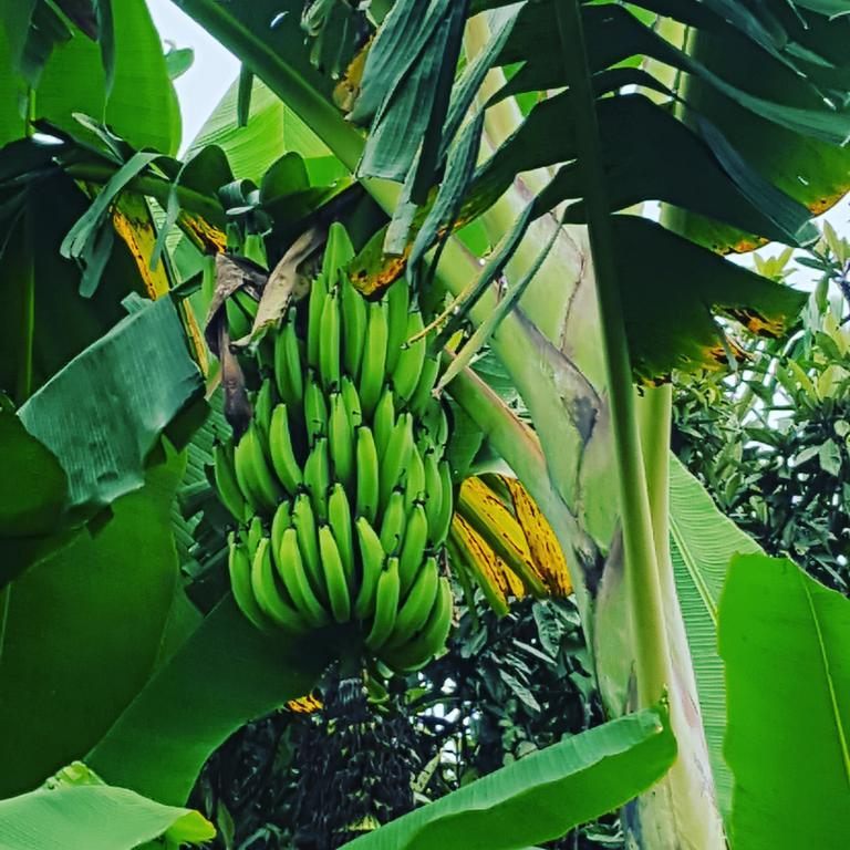 Finca El Diamante Villa Calarcá Eksteriør bilde